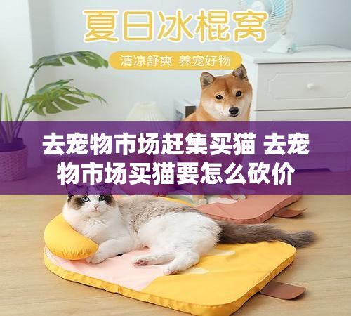 去宠物市场赶集买猫 去宠物市场买猫要怎么砍价