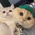 https://p0.meituan.net/userheadpicbackend/a37ebfee04041b874418b1b10315c1f94536.jpg%40120w_120h_1e_1c_1l%7Cwatermark%3D0