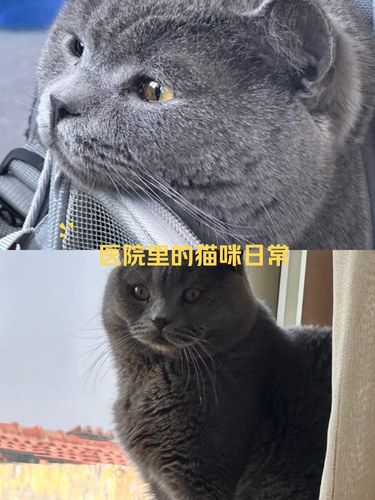 医院里的猫咪日常