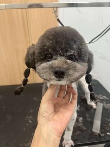 宠物美容小心得