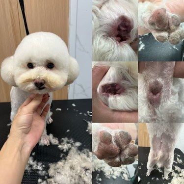 宠物美容小心得