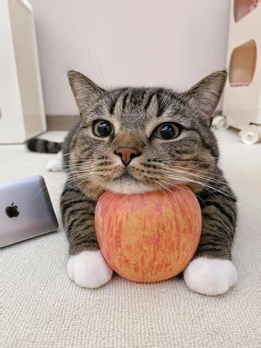 无处安放的小躁动‼️那就来这免费撸猫猫吧