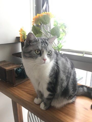 被猫咪包围的幸福时光