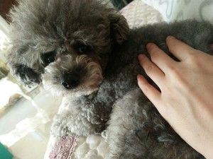 自制狗粮超简单狗狗窝窝头