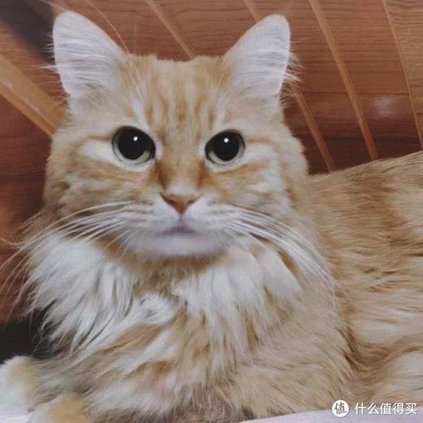 GAOYEA 高爷家 出狗粮啦!益肠动力系列 低敏鸡肉配方 全阶段狗粮 2kg