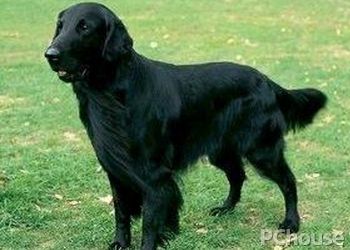 弗莱特寻回犬简介