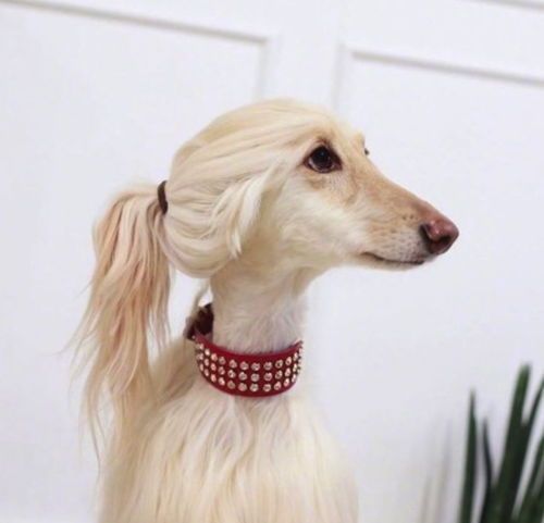 “赛级犬美毛秘籍,宠物主人必看!”