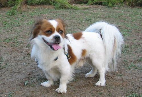 纯白犬眸，罕见遗传病，宠物主人必看！