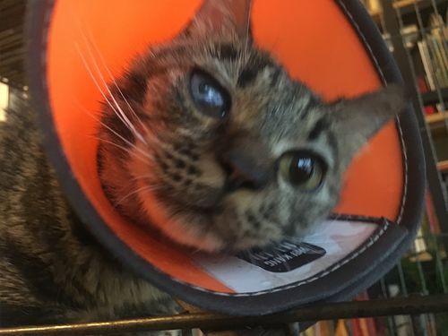 “猫癣克星，宠物护理必备！”