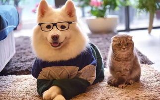 “AKC犬圈，宠物生活指南”