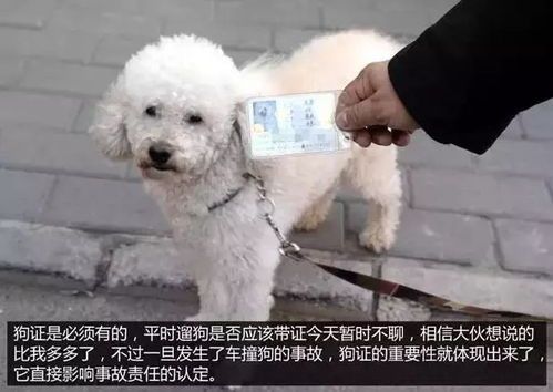 狗狗感冒速效药推荐,宠物主人必看!