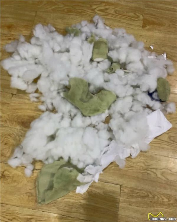 为了养好宠物，你看了哪些书？/做出了哪些努力？
