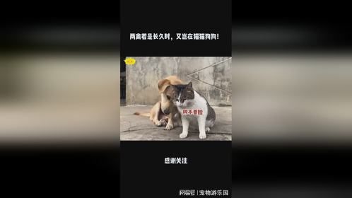 两禽若是长久时，又岂在猫猫狗狗！