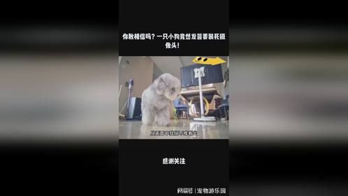 你敢相信吗？一只小狗竟然发誓要装死摄像头！