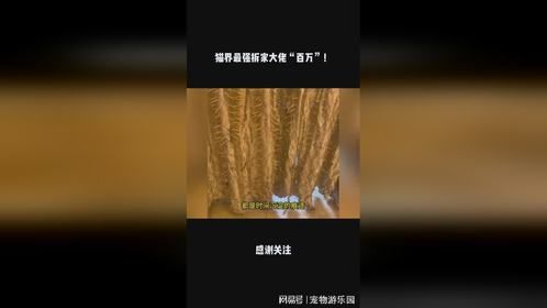 猫界最强拆家大佬“百万”！