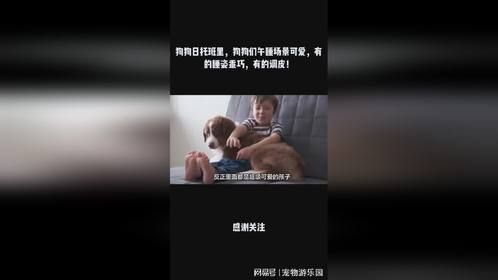 狗狗日托班里，狗狗们午睡场景可爱，有的睡姿乖巧，有的调皮！