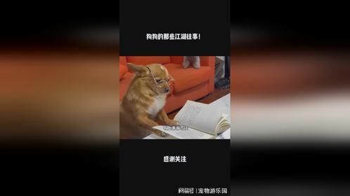 狗狗的那些江湖往事！