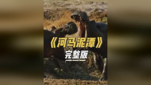 是泥潭还是粪池