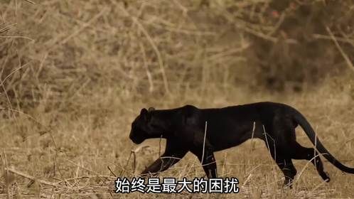黑豹与众不同的肤色，究竟是好是坏零距离