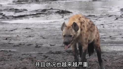 鬣狗在岸边捕鱼，却被鱼刺卡进喉咙，从此过上养老般的日子
