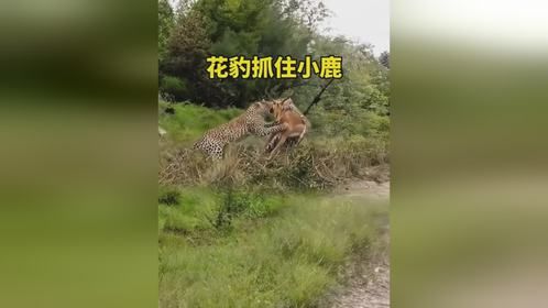 花豹抓住小鹿花豹抓住小鹿