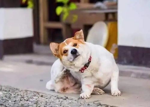狗狗生病，营养餐来助！