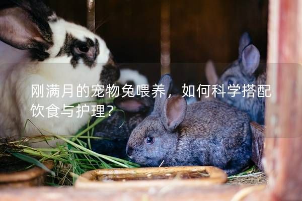 刚满月的宠物兔喂养，如何科学搭配饮食与护理？