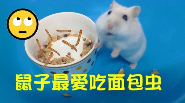 仓鼠可以吃面包吗