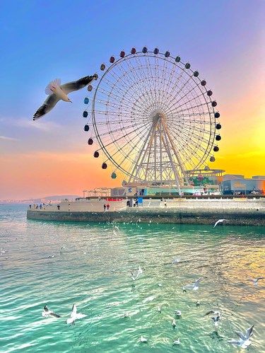 青岛看海鸥ˎˊ ˎˊ 鸥多 人少的绝佳地