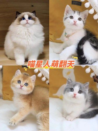 总有些小生命是为治愈你而来