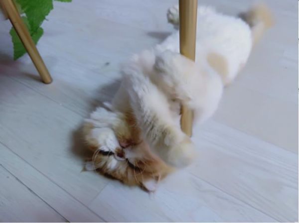 猫奴必去！超治愈的猫咪咖啡馆，能消磨你一整个午后！
