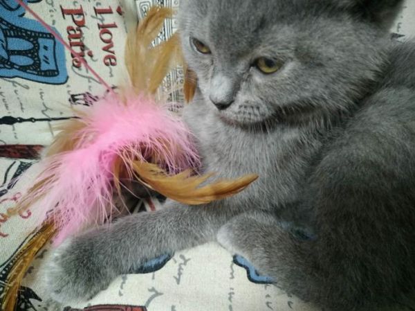 猫奴必去！超治愈的猫咪咖啡馆，能消磨你一整个午后！