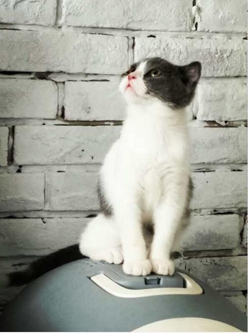 猫奴必去！超治愈的猫咪咖啡馆，能消磨你一整个午后！
