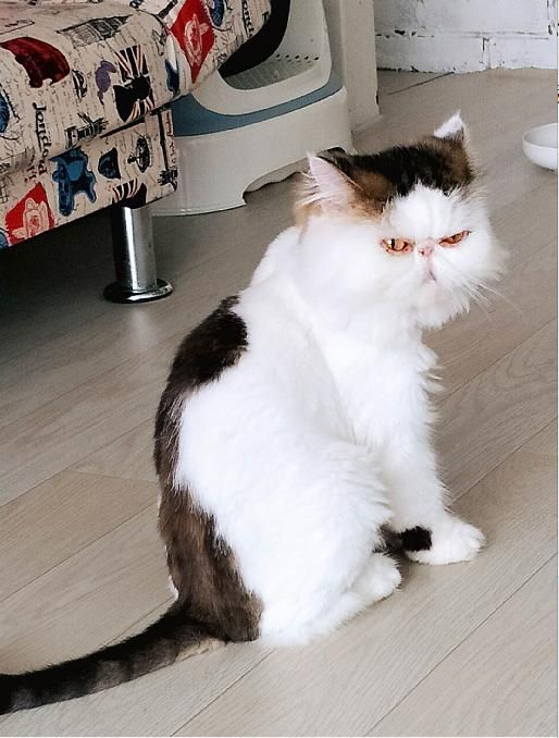 猫奴必去！超治愈的猫咪咖啡馆，能消磨你一整个午后！