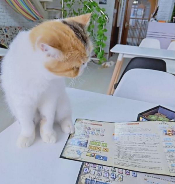 猫奴必去！超治愈的猫咪咖啡馆，能消磨你一整个午后！