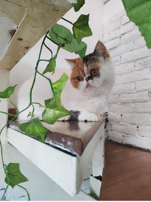 猫奴必去！超治愈的猫咪咖啡馆，能消磨你一整个午后！