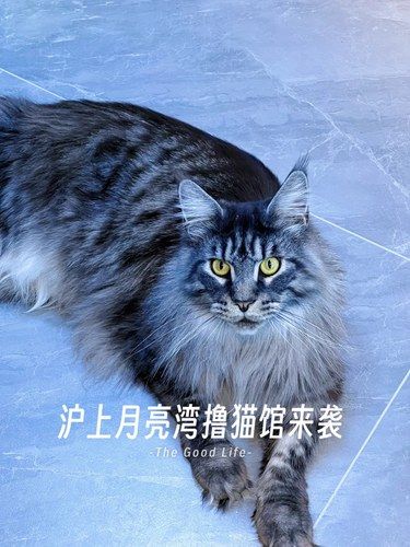 沪上月亮湾亲民价撸猫馆来袭！治愈[得意]