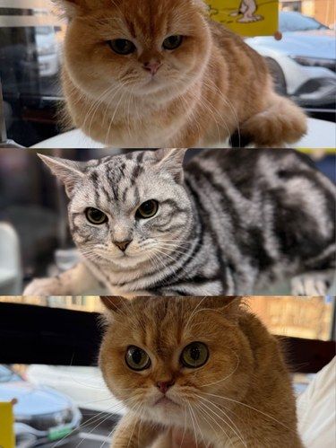 猫咪低压洗护✨
