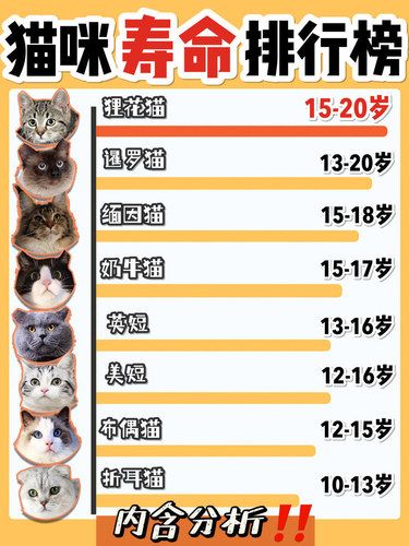 猫咪寿命大揭秘！你家宝贝能陪你多久
