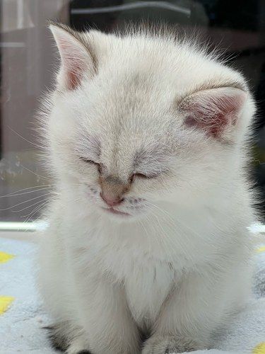 瞌睡小猫