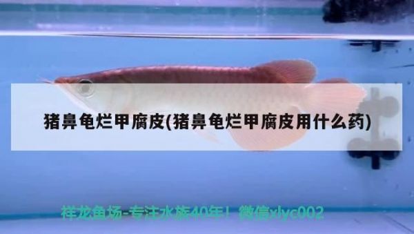猪鼻龟腐皮和烂甲治疗：猪鼻龟烂甲腐皮和烂甲腐皮烂甲腐皮治疗后的护理要点 猪鼻龟百科 第6张
