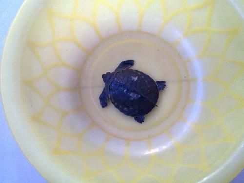 猪鼻龟腐皮和烂甲治疗：猪鼻龟烂甲腐皮和烂甲腐皮烂甲腐皮治疗后的护理要点 猪鼻龟百科 第3张