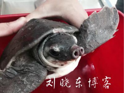 猪鼻龟腐皮和烂甲治疗：猪鼻龟烂甲腐皮和烂甲腐皮烂甲腐皮治疗后的护理要点 猪鼻龟百科 第8张