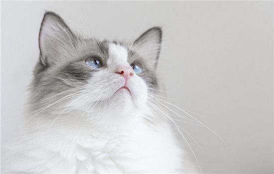 宠物猫能活多少年的寿命