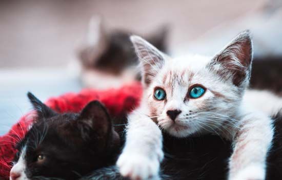 曼基康矮脚猫寿命