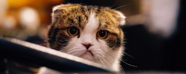 家猫的寿命一般多长时间 猫咪寿命一般多少年