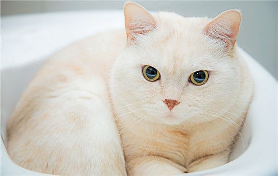 矮脚猫寿命短吗 矮脚猫寿命怎么样