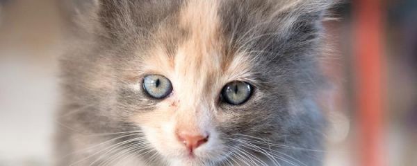 猫咪可以活多久 猫可以活好久