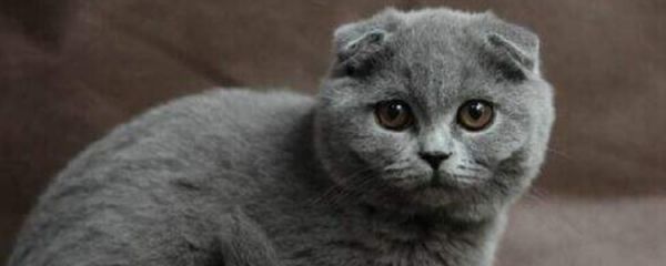 蓝猫的寿命有多长时间 英短蓝猫寿命有多长