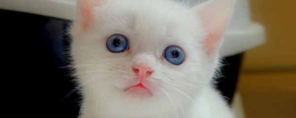 怎么延长猫的寿命 这四点非常简单